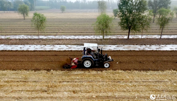 2024年10月15日，張務豹開著拖拉機在田間播種。人民網許崢攝