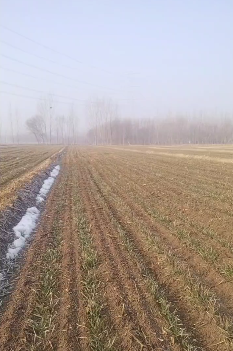 2024年春天，麥子一度澆不上水，面臨減產的危險。受訪者供圖